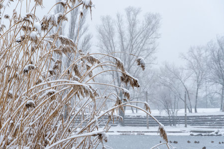 Dry reeds in frozen water on snow covered winter. View on brown canes in ice wetlands on cold river in winter. Bulrush of white covered snow in nature park on lake. Nature outdoorsの写真素材