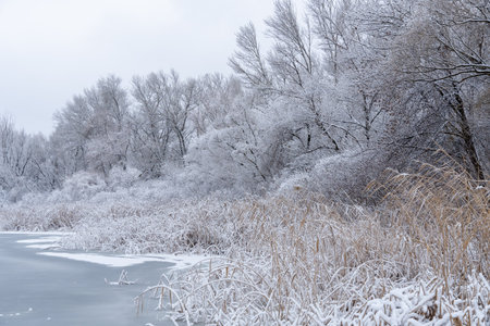 Calm winter lake snow covered ice on hill and surrounded by trees. Panoramic landscape with snowy trees and frozen water. Cold weather of Christmas and new year. Frosty snowy riverの写真素材