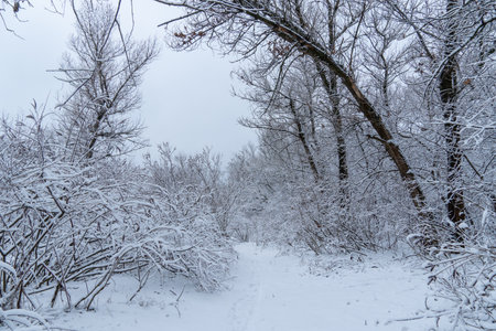 Trees covered with snow on frosty winter day. Winter landscapes and snowfall. Bare tree branches covered in white snow in forest. Ice crystals and sleetの写真素材
