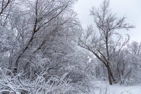 Trees covered with snow on frosty winter day. Winter landscapes of snowfall. Bare tree branches covered in white snow in forest. Ice crystals and sleetの写真素材