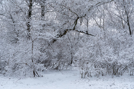 Trees covered with snow on frosty winter day. Winter landscapes and snowfall. Bare tree branches covered in white snow in forest. Ice crystals and sleetの写真素材