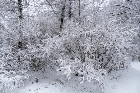 Trees covered with snow on a frosty winter day. Winter landscapes with snowfall. Bare tree branches covered in white snow in a forest. Ice crystals and sleet.の写真素材