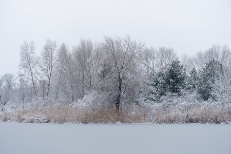 Winter island with pine and bare deciduous trees on ice river. Views of landscape with glowy sky in covered with snow. Beautiful nature mix of colors of evergreen plants and whiteの写真素材
