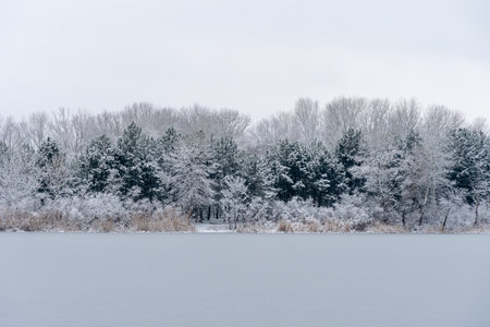 Winter landscape with pine and bare deciduous trees on ice river. Views of landscape with glowy sky in covered with snow. Beautiful nature mix of colors of evergreen plants and whiteの写真素材