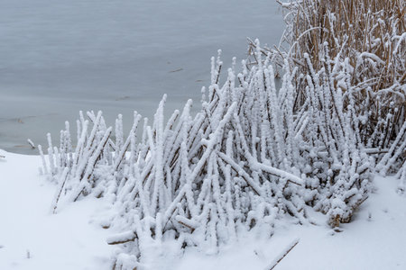 Snow covered ice formations on fractured reeds along the riverside. Winter landscape of frozen grass. Seasonal change with dry reed and cold nature. White branches stillness plantの写真素材