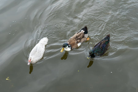 Black cayuga duck and white muscovy duck and mallard duck swiming in river. Are waterbird lake waterfowl in natural condition. Portrait poultry water duck in pond. Birds sway wavesの写真素材