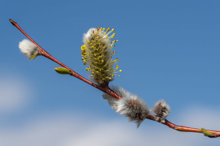 Fluffy catkins of willow growth on glade in spring time. Tree-like shrub branch salix caprea or...