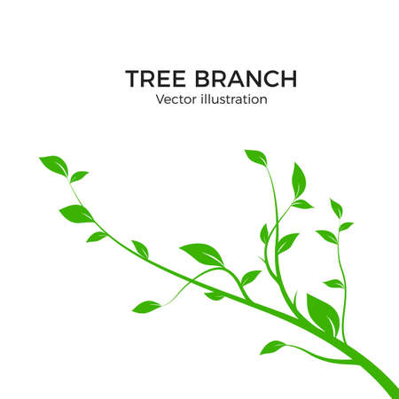 Branch silhouette isolated on white background. Green tree branch with a lot of leaves. Vector illustrationのイラスト素材