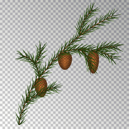 Christmas decorations with fir tree and pine cones. Vector illustration.のイラスト素材