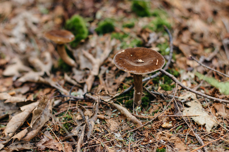 Autumn forest scenery with mushroom