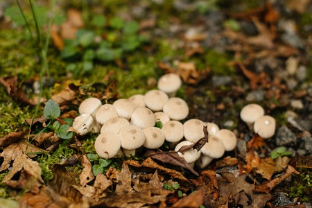 Autumn forest scenery with mushrooms
