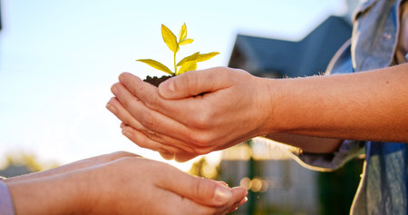 Close up of father hands with black soil and green small plant passing new life sign into hands of...