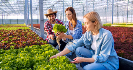 Agricultural colleagues working with lettuce pots in sunny industrial greenhouse. Handsome male worker in hat using digital tablet while women supervising growing of plants.の写真素材