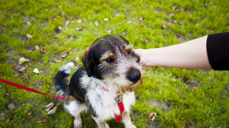 Close up of mans hand stroking cute thoroughbred dog behind ear. Caucasian pet owner caressing gently his calm friend during stroll on green lawn.の写真素材