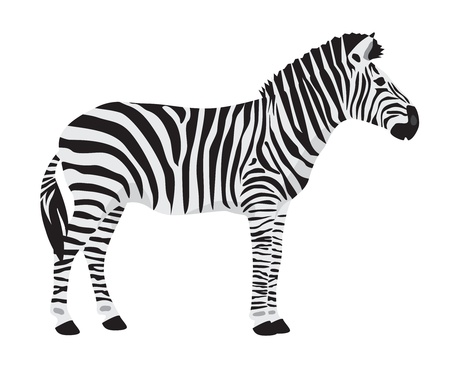 zebra on white backgroundの写真素材