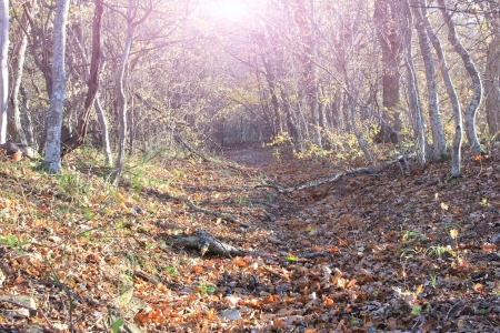 Autumn forest with ray of lightの写真素材