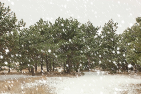 Winter landscape with falling snowの写真素材