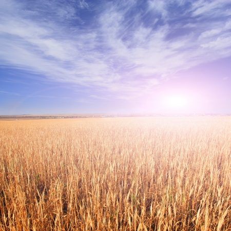 Wheat field with blue sky in backgroundの写真素材