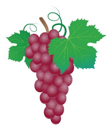 Grapes  Vector illustration のイラスト素材