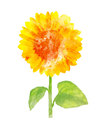 Watercolor sunflower on whiteのイラスト素材