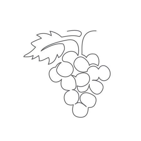 Grape One line drawing on white backgroundのイラスト素材