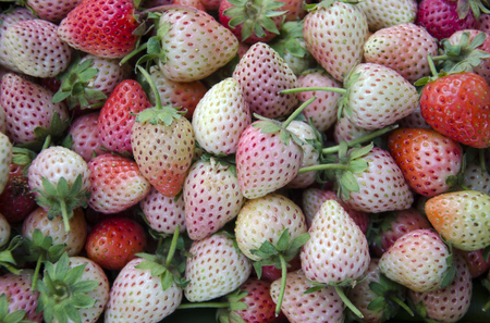 Pink strawberrys in the boxの写真素材