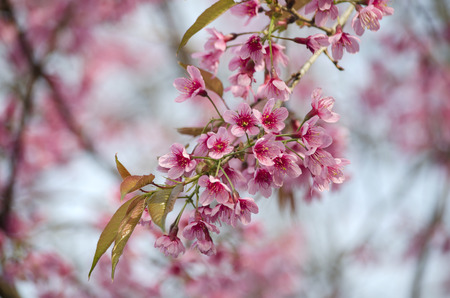 Pink blossom in Chaingmai Thailandの写真素材