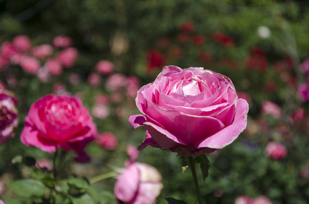 Pink roses in the gardenの写真素材