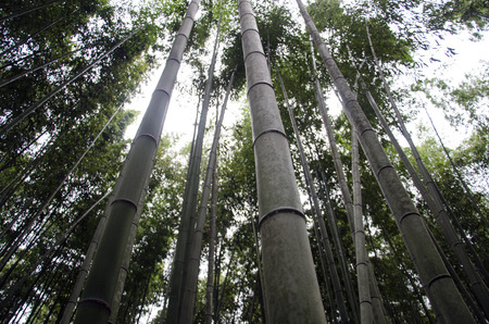 Bamboo forest in Japanの写真素材