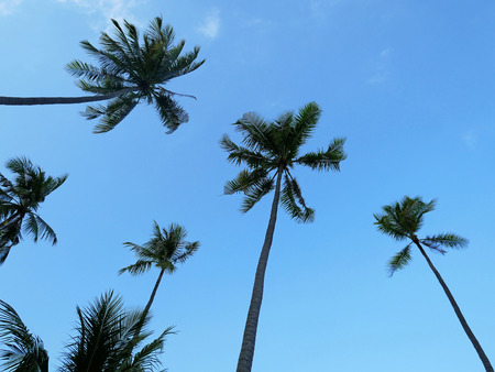 The background image of green tree of coconut trees with the clear blue sky.の写真素材