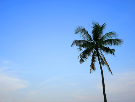 The background image of green tree of coconut tree with the clear blue sky.の写真素材