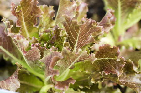 Fresh of green salad vegetable closedup anger, background of salad vegetable for healthy food.の写真素材