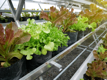 The hydroponics farm with green plants for healthy salad in farm.の写真素材