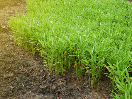 Fresh green morning glory tree in organic farm.の写真素材