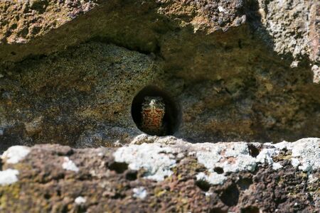 Wall lizard hiding in old brick wallの写真素材