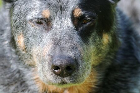Wolf-like Australian Cattle Dog nose