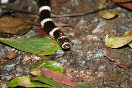 Bandy bandy on leaflittered Australian roadの写真素材