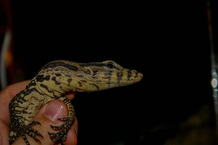 Varanus salvator juvenile in handの写真素材