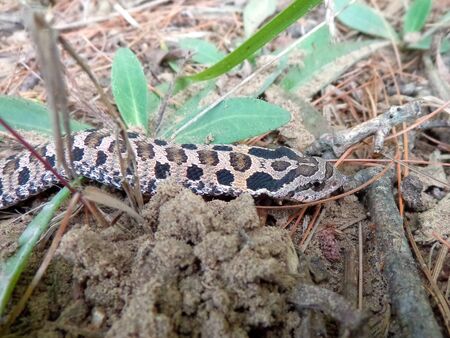 Eastern high-nosed snake Ontario Canadaの写真素材