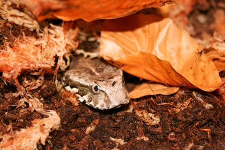 Deathadder in leaflitter close up headshot