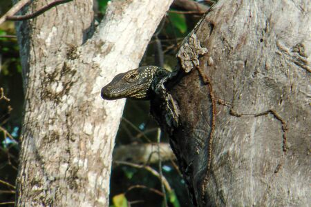 Baby Komodo Dragon basking up high in hollow tree to avoid cannibalism
