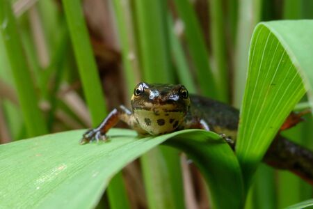 Smooth newt on already macro frontal head shotの写真素材