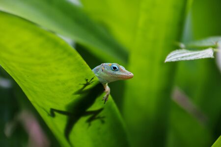 Green gecko on tropical plantの写真素材