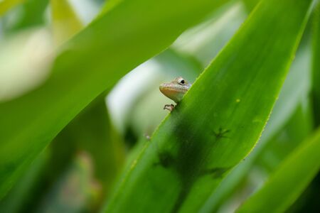 Green gecko on tropical plantの写真素材