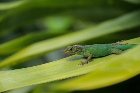 Green gecko on tropical plantの写真素材