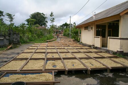 Coffee beans drying in the sunの写真素材