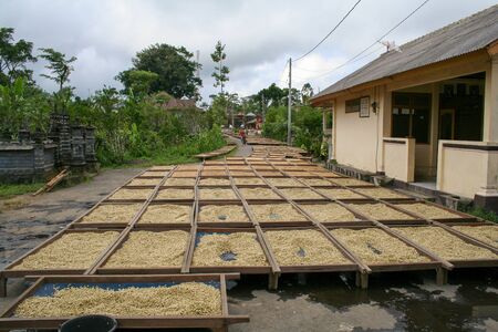 Coffee beans drying in the sunの写真素材