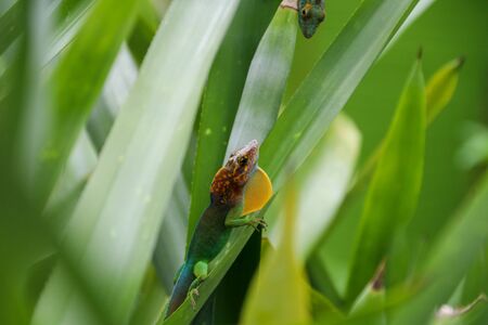 Two male lizards on tropical plantsの写真素材