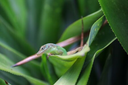 Green lizard on tropical plantの写真素材