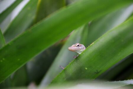 Green lizard on tropical plantの写真素材